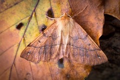 Spinnermåler (Colotois pennaria)