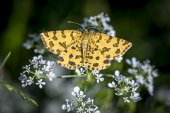 Pantermåler (Pseudopanthera macularia)