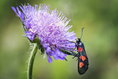 Stor bloddråpesvermer (Zygaena lonicerae)