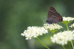 Almestjertvinge (Satyrium w-album)