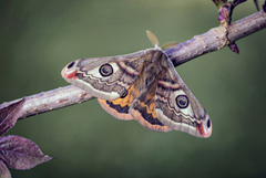 Nattpåfugløye (Saturnia pavonia)