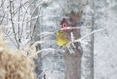 Gulspurv (Emberiza citrinella)