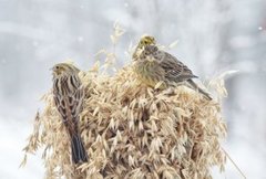 Gulspurv (Emberiza citrinella)