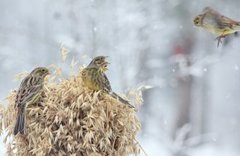 Gulspurv (Emberiza citrinella)