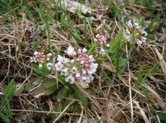 Vårpengeurt (Noccaea caerulescens)