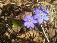 Blåveis (Hepatica nobilis)