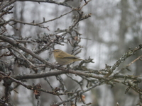 Gransanger (Phylloscopus collybita)