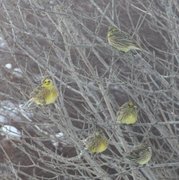 Gulspurv (Emberiza citrinella)