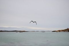 Svartbak (Larus marinus)