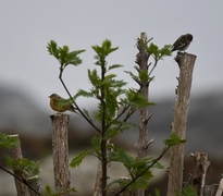 Hortulan (Emberiza hortulana)