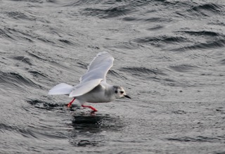 Dvergmåke (Hydrocoloeus minutus)