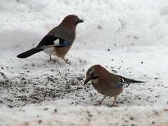 Nøtteskrike (Garrulus glandarius)