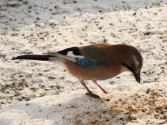 Nøtteskrike (Garrulus glandarius)