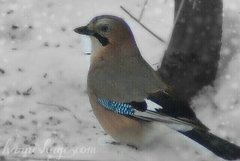 Nøtteskrike (Garrulus glandarius)