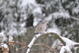 Tyrkerdue (Streptopelia decaocto)