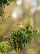 Fuglekonge (Regulus regulus)