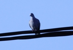 Tyrkerdue (Streptopelia decaocto)