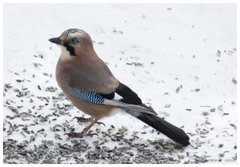 Nøtteskrike (Garrulus glandarius)