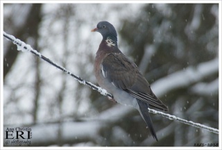 Ringdue (Columba palumbus)