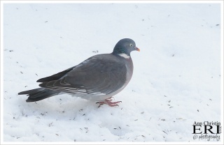 Ringdue (Columba palumbus)