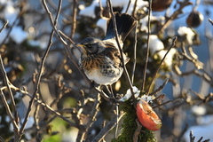 Gråtrost (Turdus pilaris)