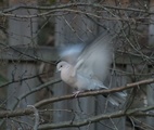 Tyrkerdue (Streptopelia decaocto)