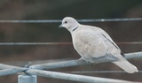 Tyrkerdue (Streptopelia decaocto)