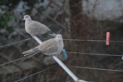 Tyrkerdue (Streptopelia decaocto)