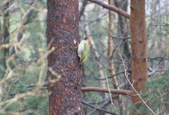 Grønnspett (Picus viridis)