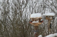 Nøtteskrike (Garrulus glandarius)