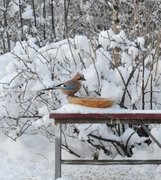 Nøtteskrike (Garrulus glandarius)