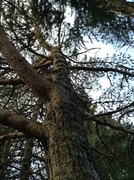 Furu (Pinus sylvestris)