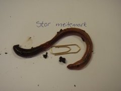 Stormeitemark (Lumbricus terrestris)