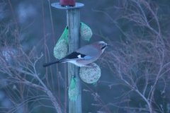 Nøtteskrike (Garrulus glandarius)