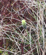 Torvmyrull (Eriophorum vaginatum)