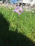 Engkarse (Cardamine pratensis)