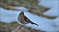 Bokfink (Fringilla coelebs)