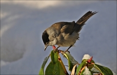 Munk (Sylvia atricapilla)