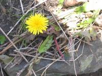 Løvetannslekta (Taraxacum)