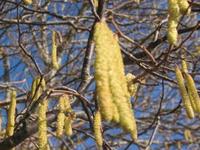 Hassel (Corylus avellana)