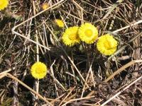 Hestehov (Tussilago farfara)