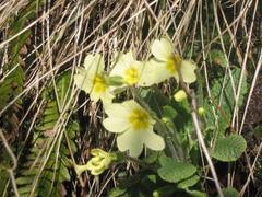 Kusymre (Primula vulgaris)