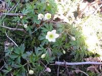 Hvitveis (Anemone nemorosa)