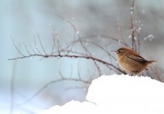 Gjerdesmett (Troglodytes troglodytes)