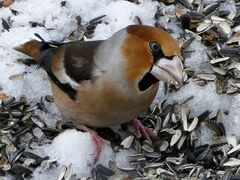 Kjernebiter (Coccothraustes coccothraustes)