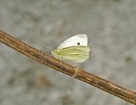 Liten kålsommerfugl (Pieris rapae)