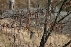 Vintererle (Motacilla cinerea)