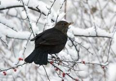 Svarttrost (Turdus merula)