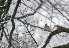 Sidensvans (Bombycilla garrulus)