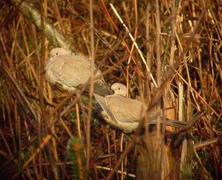 Tyrkerdue (Streptopelia decaocto)